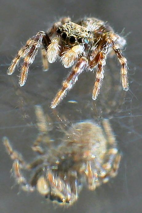 little Spider 5