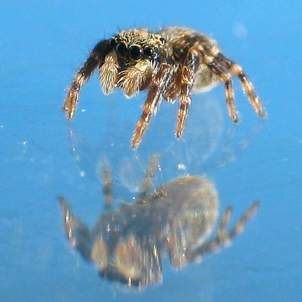 little Spider 6