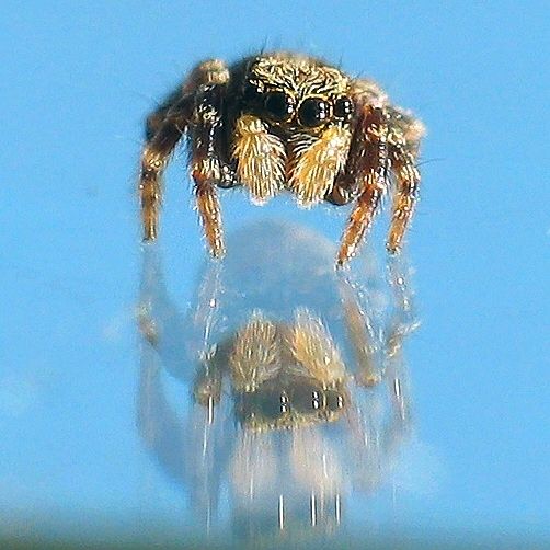 little Spider 4