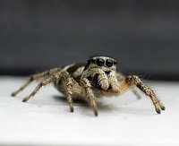 little Spider 2