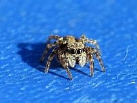 little Spider 7