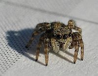 little Spider 3