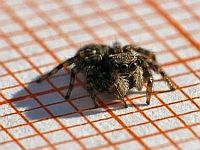 little Spider 1