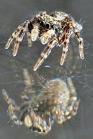 little Spider 5