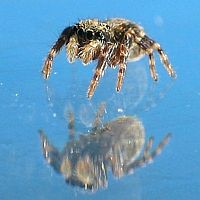 little Spider 6